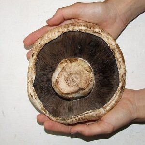 Giant Portobello Mushroom