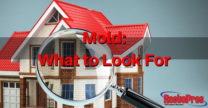 What to Look for During a Mold Search