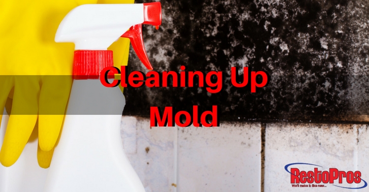 Save Money by Fighting Small Mold