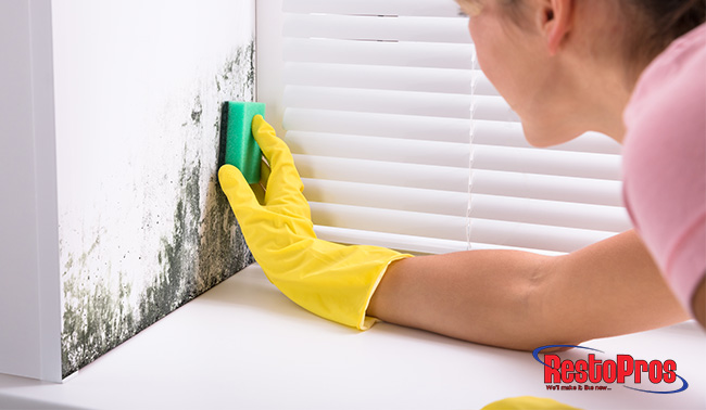 cleaning tips to prevent mold