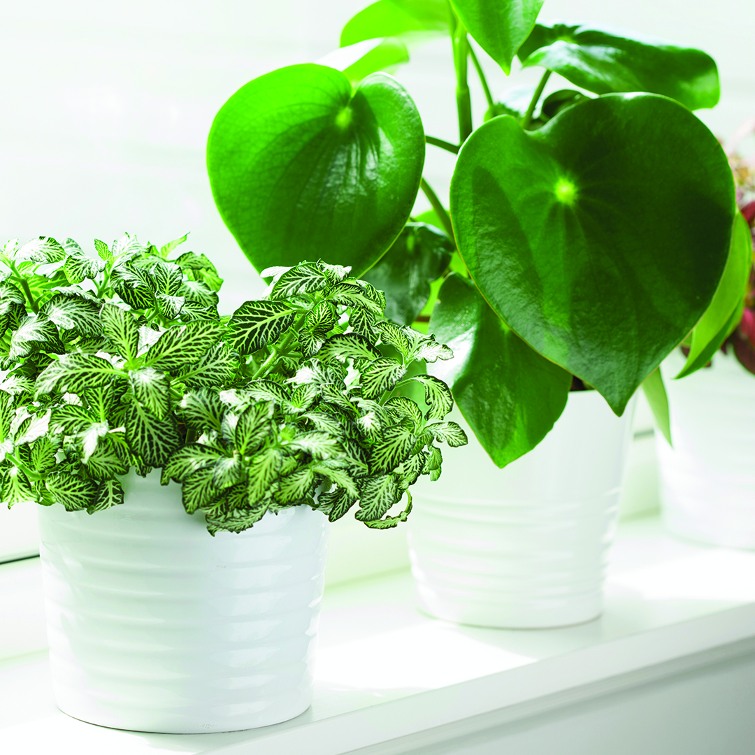 How to Remove & Prevent Mold Growth from Houseplants - Resto Pros